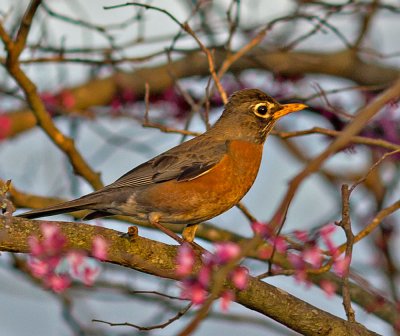 Robin in Redbud