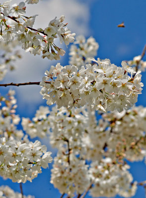 Cherry Blossoms