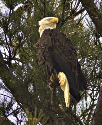 Breezy Day Above the Nest