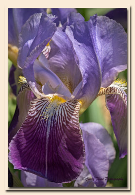 Iris 