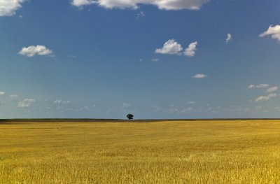 A Kansas Portrait