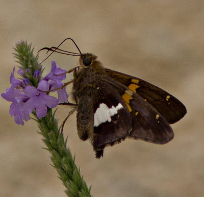 A Resident of the Prairie