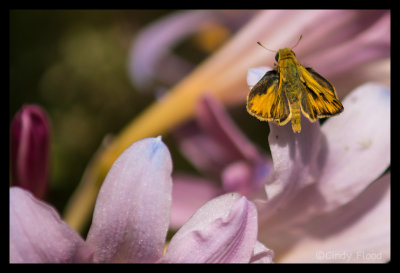 Skipper on a Day Lily