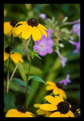 Black Eyed Susan.jpg