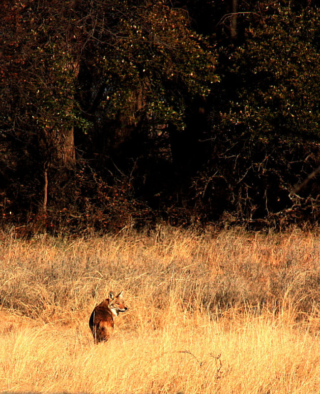 COYOTE