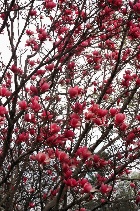 JAPANESE MAGNOLIA