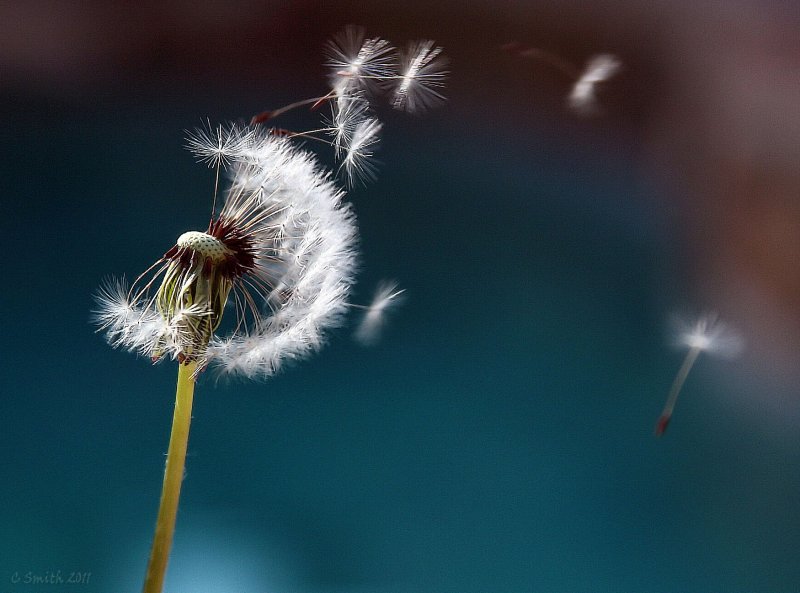 SEEDS