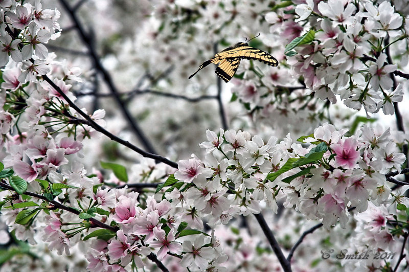 BUTTERFLY AND BLOSSOMS