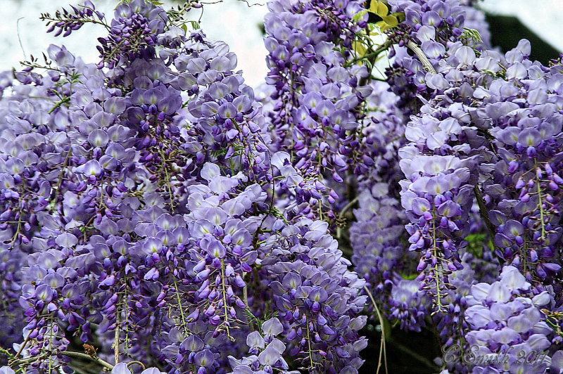 MORE WISTERIA