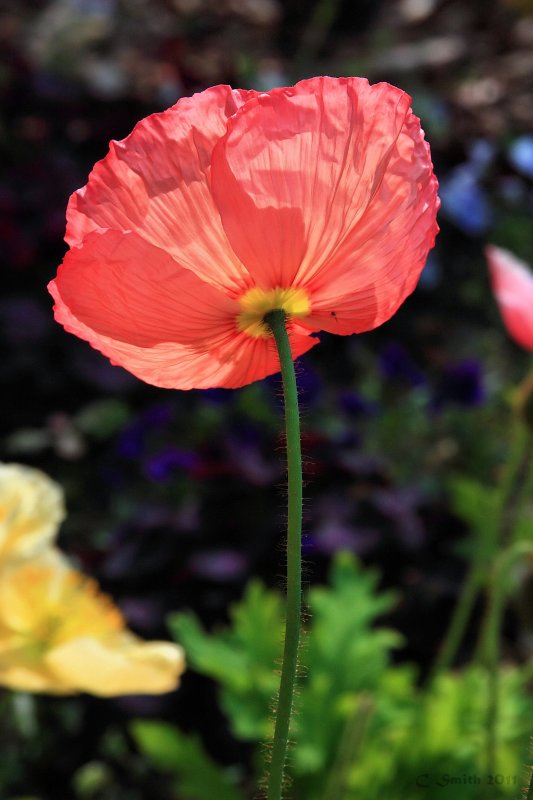GLORIOUS COLOR