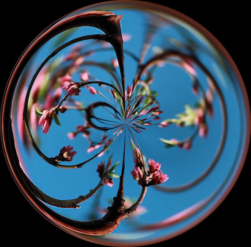 PEACH TREE BLOSSOMS