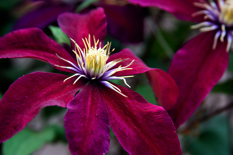 MY SISTERS CLEMATIS