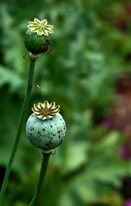 THE END OF THE POPPIES