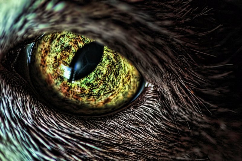 AWARENESS & HOLIDAYS - HEALTHY VISION MONTH