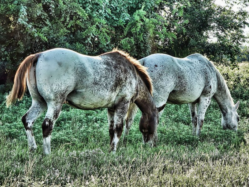 FILM/MOVIE TITLES - ALL THE PRETTY HORSES