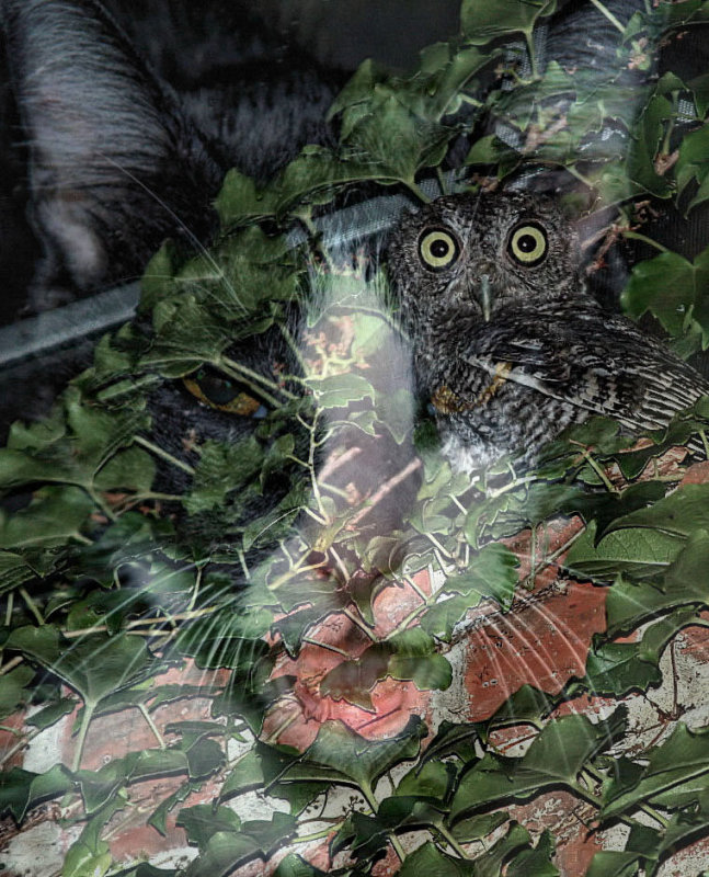 FILM/MOVIE TITLES - THE OWL AND THE PUSSYCAT