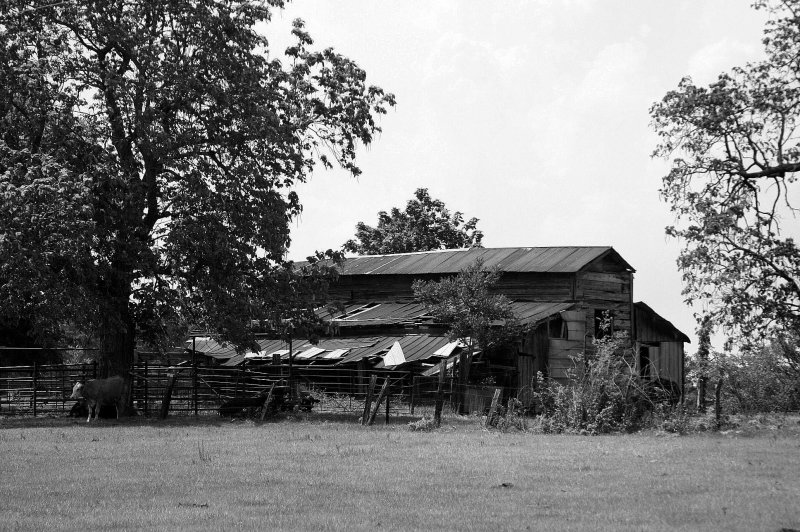OLD BARN AND COW