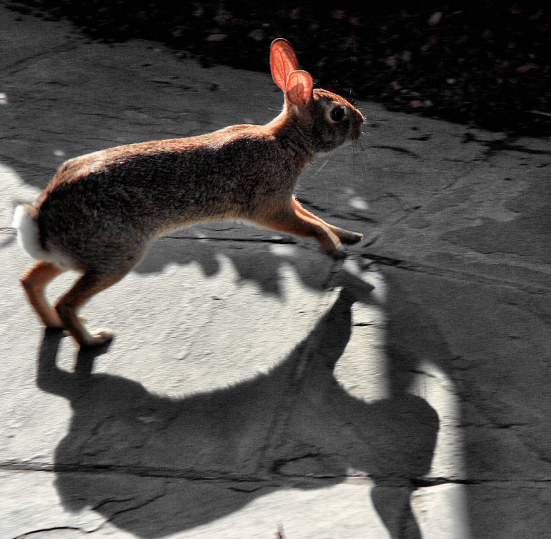 RABBIT AT THE GARDENS