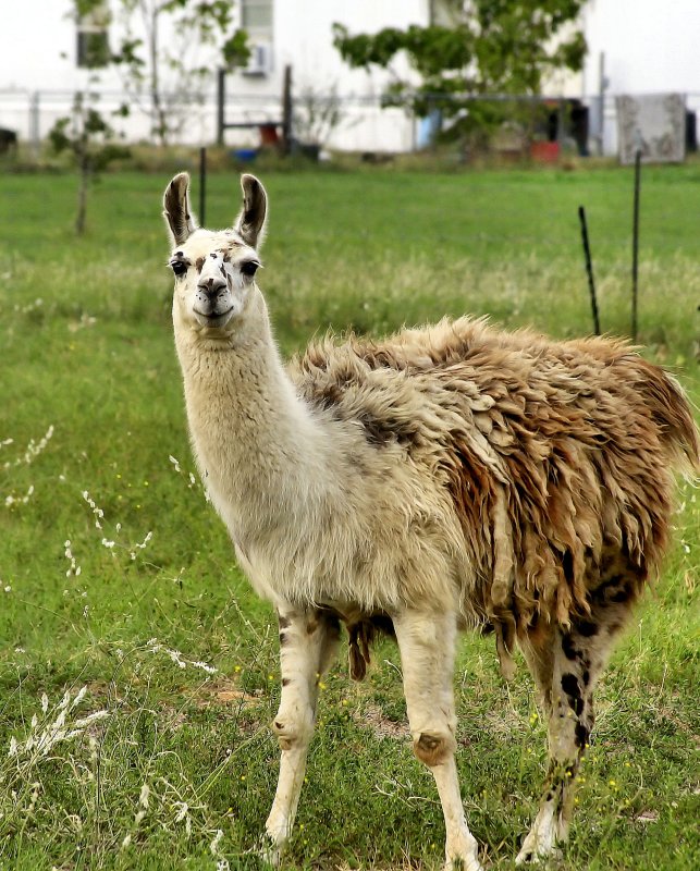 NEIGHBORHOOD LLAMA