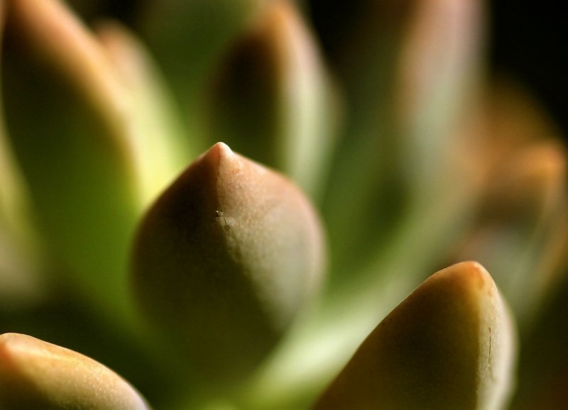 NATURAL ABSTRACT