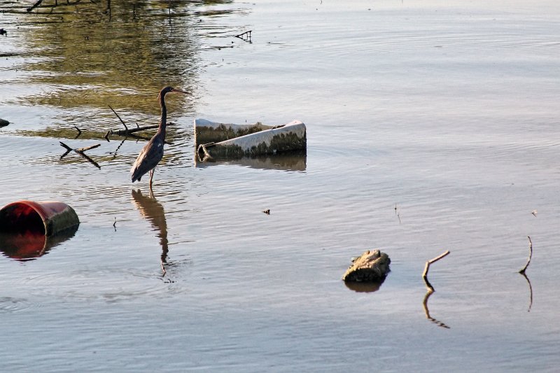 REDDISH EGRET WADING AMONGST THE TRASH