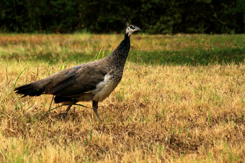 NEIGHBORHOOD PEACOCK - FEMALE