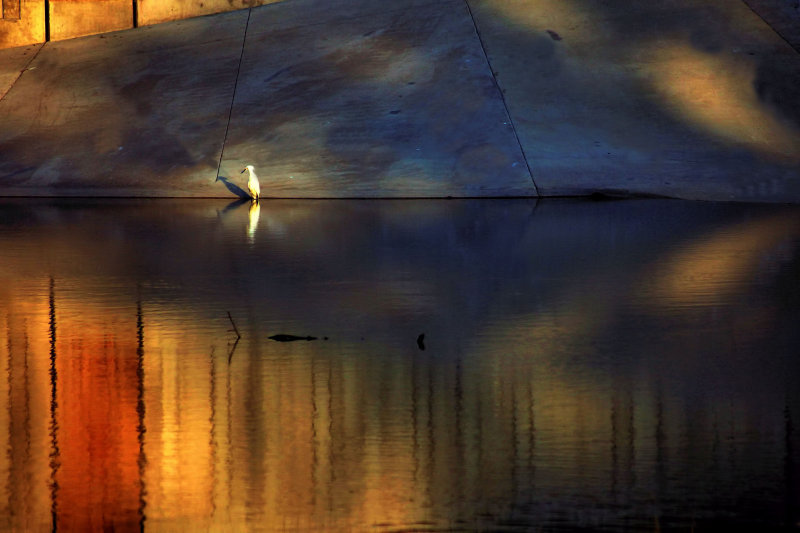 SNOWY EGRET FISHING AT THE SPILLWAY