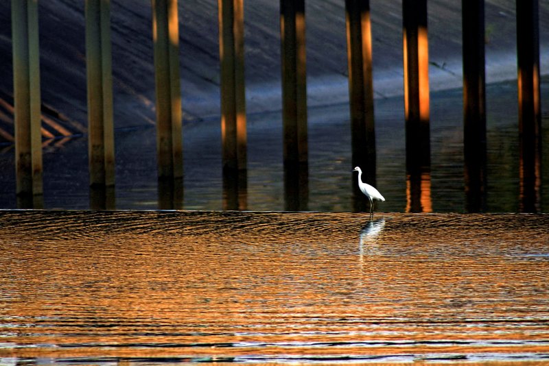 SNOWY EGRET ON THE EDGE