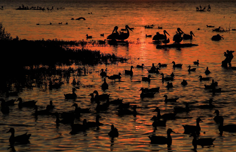 THE BIRDS TRANSITIONING INTO NIGHT