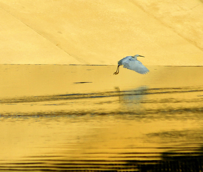 FLYING IN GOLDEN LIGHT