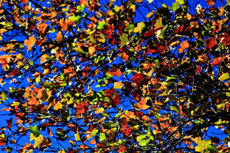 NASHVILLE COLOR