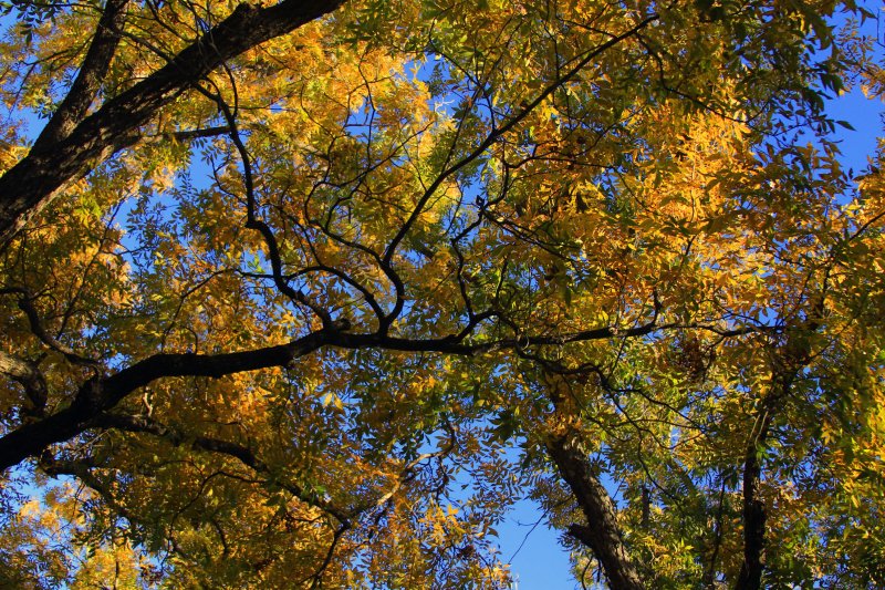 LOOKING UP