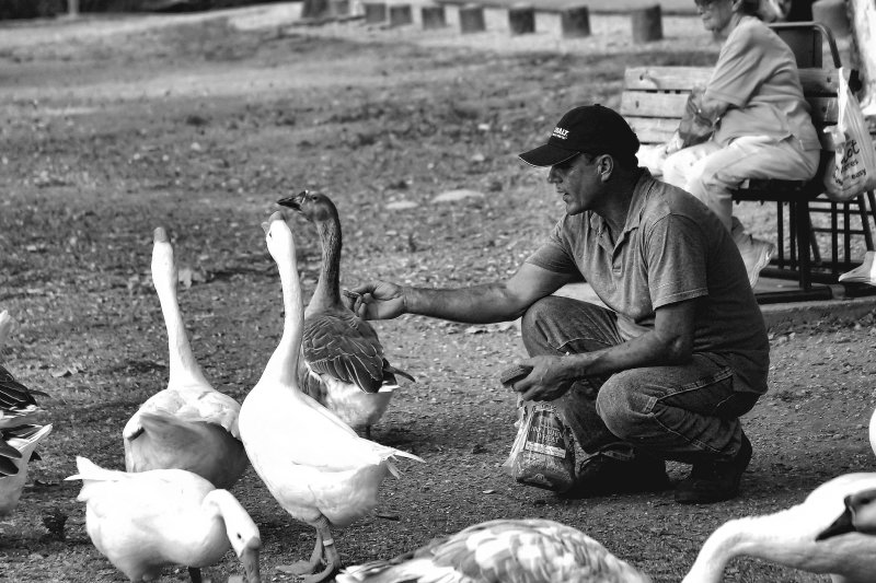 FATHER GOOSE