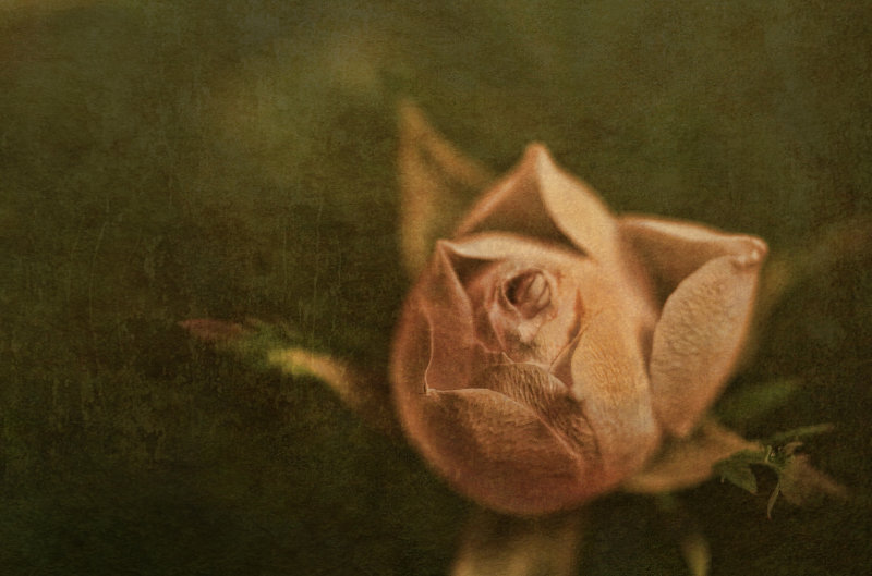 A ROSE IS NEVER JUST A ROSE