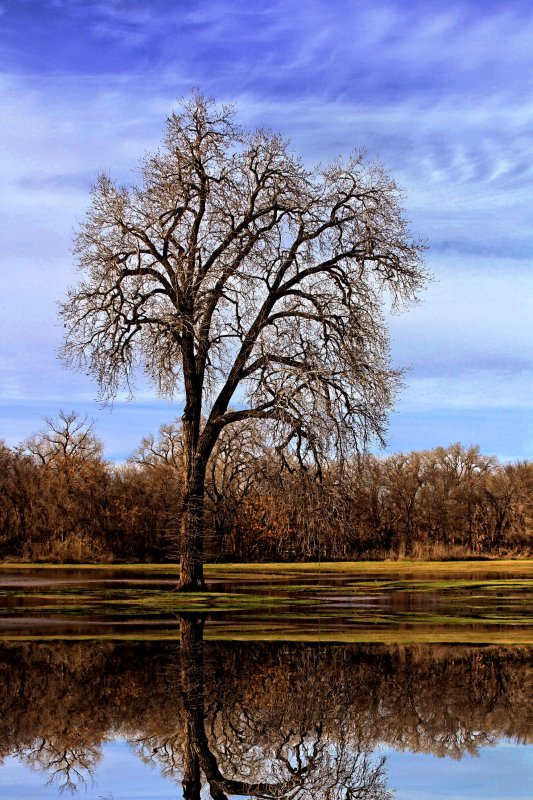 A TREE STANDS ALONE
