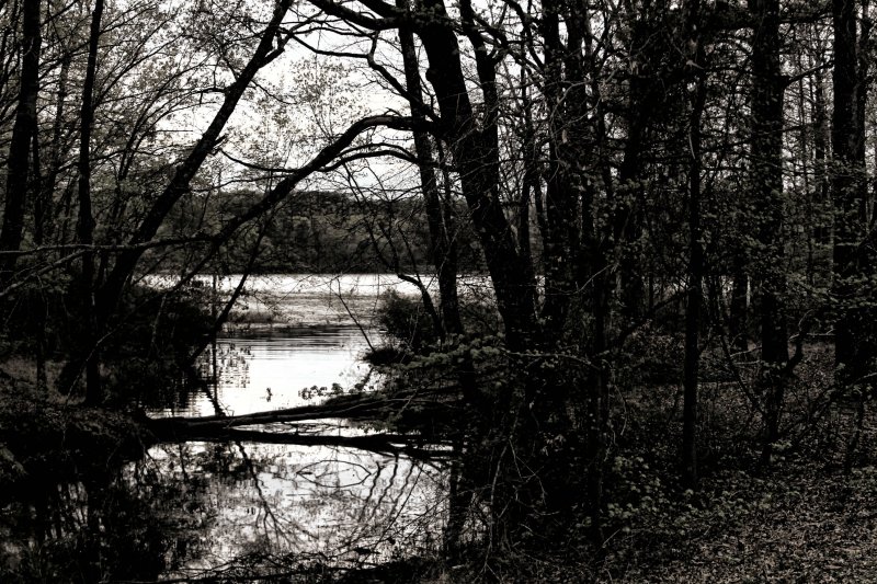 TREES