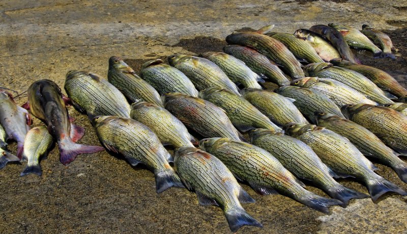 SOMETHING SMELLS A LITTLE FISHY AROUND HERE