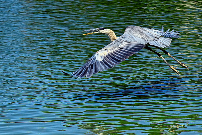 FREE BIRD by Lynyrd Skynyrd