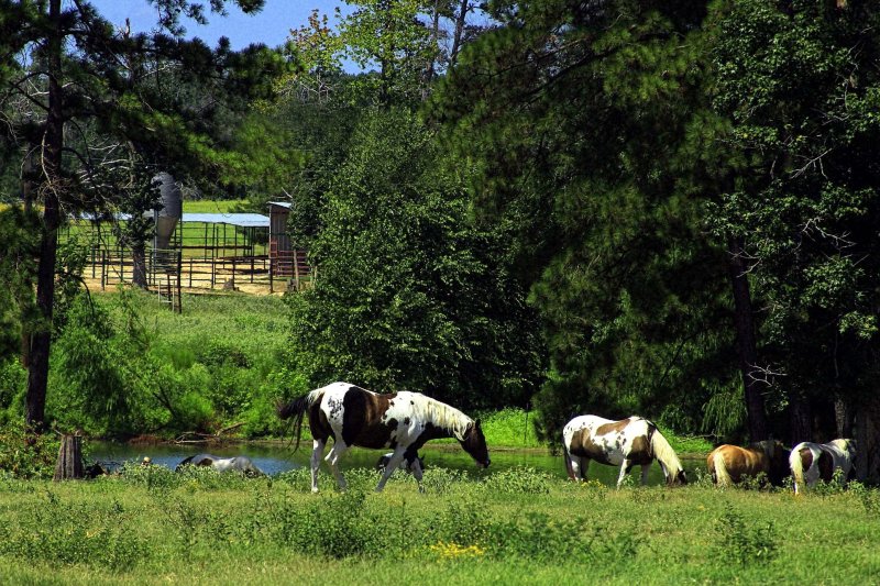 ALL THE PAINTED PONIES