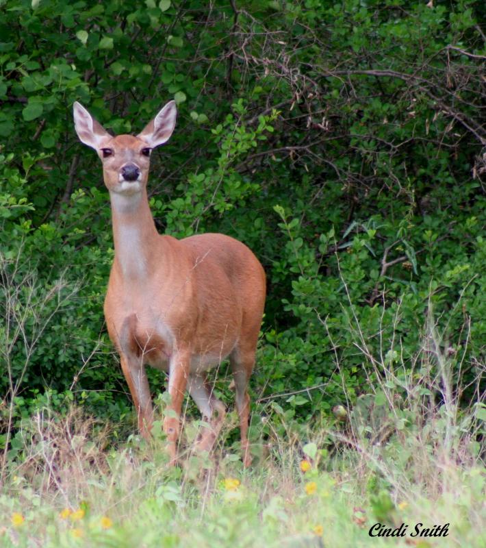 DEER