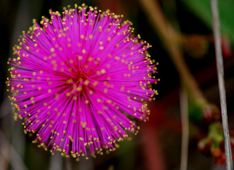 NEON FIBEROPTIC FLOWER
