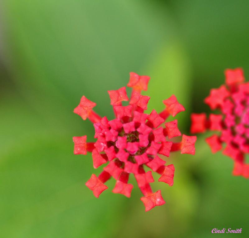 WHATS LEFT OF A LANTANA BLOSSOM  AFTER THE FLOWERS FALL OFF