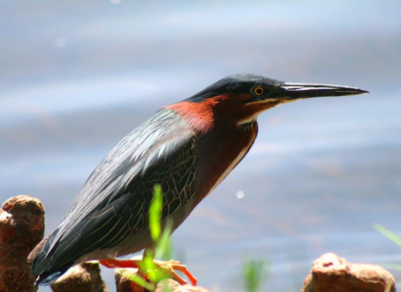 GREEN HERON