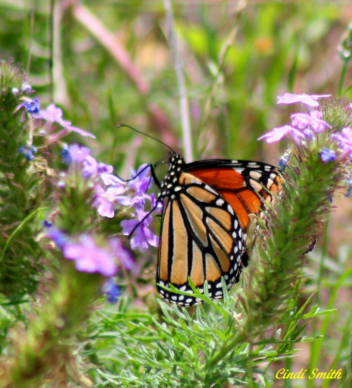 BUTTERFLY IN THE WILDFLOWERS