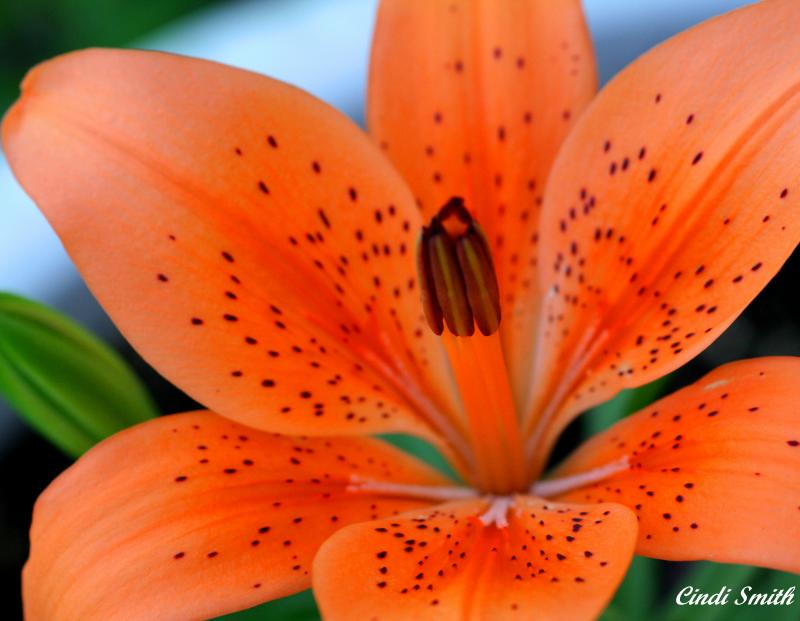 TIGER LILLY