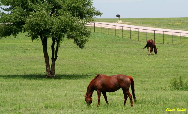 HORSES FEEDING