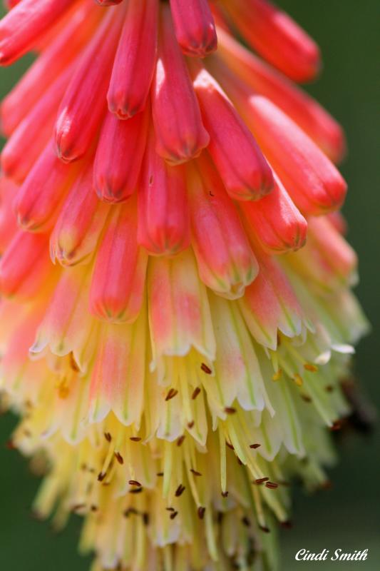 FLOWER FOUNTAIN