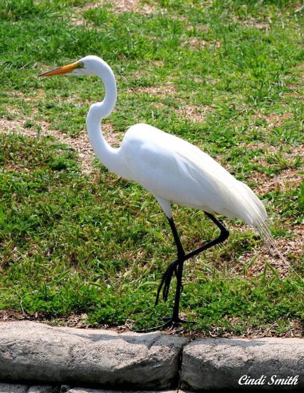 EGRETS VOGUE POSE