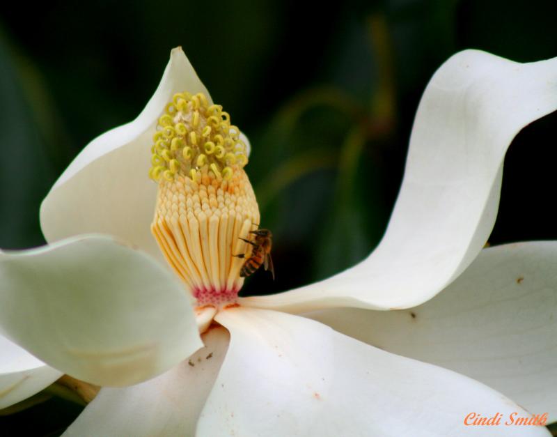 MAGNOLIA BLOSSOM