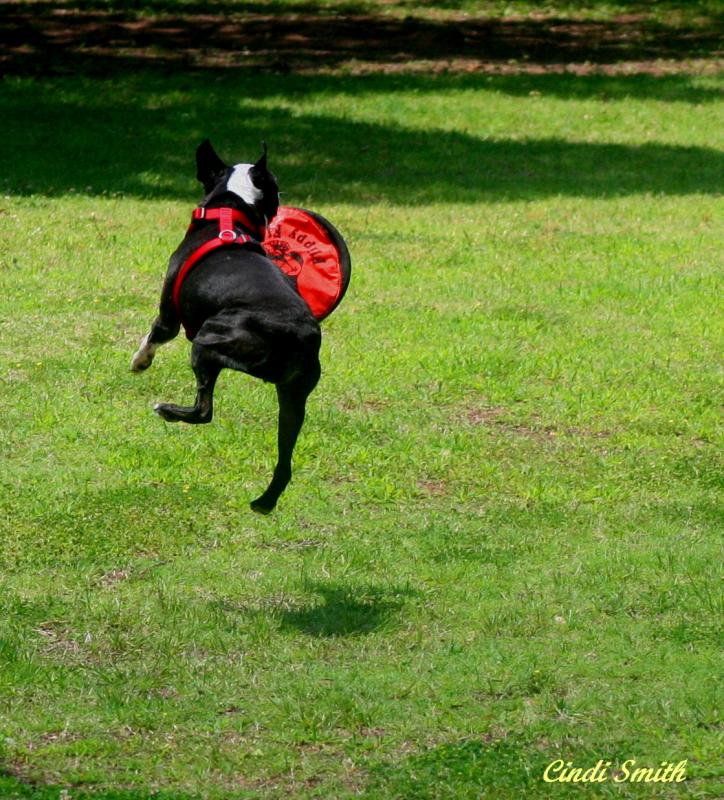 FRISBEE CATCHING POOCH
